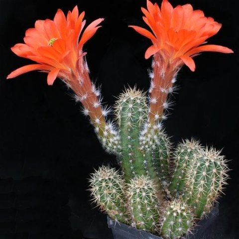 Echinocereus_scherii_koehresianus